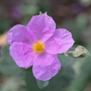 Photographie n°104387 du taxon Cistus albidus L. [1753]