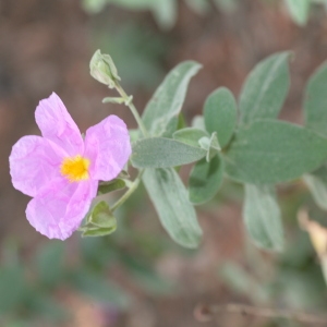 Photographie n°104388 du taxon Cistus albidus L. [1753]