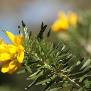 Photographie n°104423 du taxon Genista linifolia L. [1762]