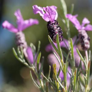 Photographie n°104434 du taxon Lavandula stoechas L. [1753]