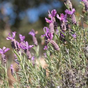 Photographie n°104435 du taxon Lavandula stoechas L. [1753]