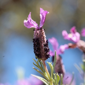 Photographie n°104436 du taxon Lavandula stoechas L. [1753]