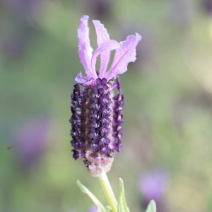 Photographie n°104439 du taxon Lavandula stoechas L. [1753]