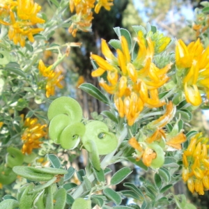 Photographie n°104441 du taxon Medicago arborea L. [1753]