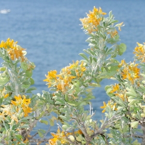 Photographie n°104444 du taxon Medicago arborea L. [1753]