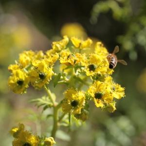 Photographie n°104458 du taxon Ruta graveolens L. [1753]