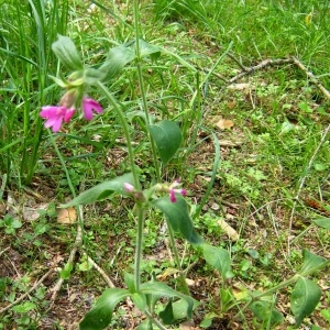  - Silene dioica var. dioica