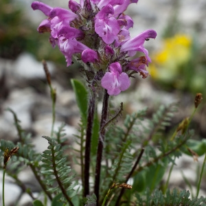 Pedicularis rosea Wulfen subsp. rosea (Pédiculaire rose)