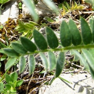 Photographie n°104565 du taxon Vicia cracca L. [1753]