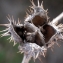  Liliane Roubaudi - Datura stramonium L.