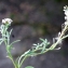  Liliane Roubaudi - Lobularia maritima (L.) Desv.