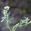  Liliane Roubaudi - Lobularia maritima (L.) Desv.