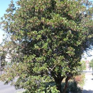 Photographie n°104668 du taxon Arbutus unedo L. [1753]