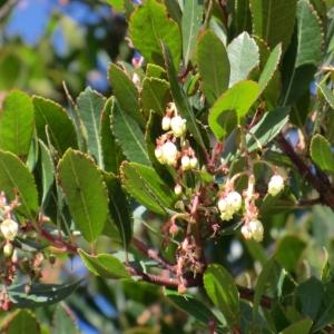 Photographie n°104669 du taxon Arbutus unedo L. [1753]