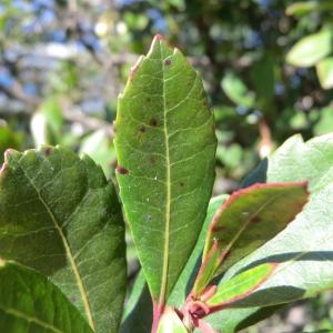 Photographie n°104675 du taxon Arbutus unedo L. [1753]