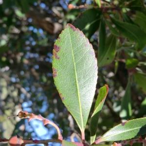 Photographie n°104680 du taxon Arbutus unedo L. [1753]