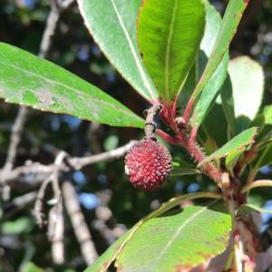 Photographie n°104681 du taxon Arbutus unedo L. [1753]