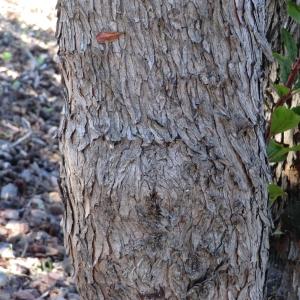 Photographie n°104682 du taxon Arbutus unedo L. [1753]