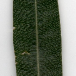 Photographie n°104690 du taxon Nerium oleander L. [1753]