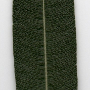 Photographie n°104694 du taxon Nerium oleander L. [1753]