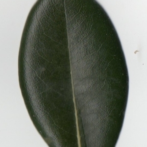 Photographie n°104720 du taxon Pittosporum tobira (Thunb.) W.T.Aiton [1811]