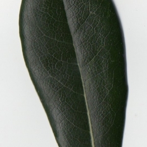 Photographie n°104722 du taxon Pittosporum tobira (Thunb.) W.T.Aiton [1811]