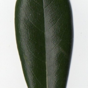 Photographie n°104724 du taxon Pittosporum tobira (Thunb.) W.T.Aiton [1811]