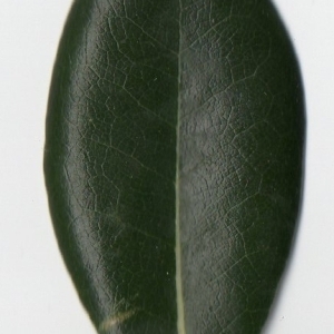 Photographie n°104729 du taxon Pittosporum tobira (Thunb.) W.T.Aiton [1811]