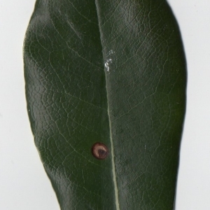 Photographie n°104731 du taxon Pittosporum tobira (Thunb.) W.T.Aiton [1811]