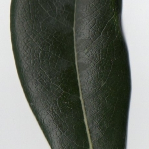 Photographie n°104733 du taxon Pittosporum tobira (Thunb.) W.T.Aiton [1811]