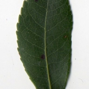 Photographie n°104736 du taxon Arbutus unedo L. [1753]
