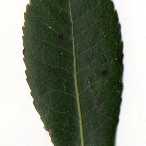 Photographie n°104742 du taxon Arbutus unedo L. [1753]