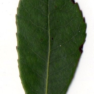Photographie n°104743 du taxon Arbutus unedo L. [1753]