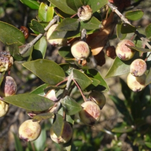 Photographie n°104768 du taxon Myrtus communis var. leucocarpa DC. [1828]