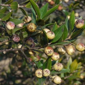 Photographie n°104770 du taxon Myrtus communis var. leucocarpa DC. [1828]