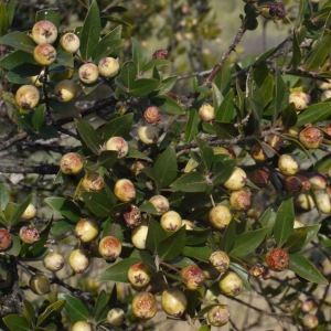 Photographie n°104771 du taxon Myrtus communis var. leucocarpa DC. [1828]