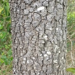 Photographie n°104841 du taxon Quercus ilex L. [1753]