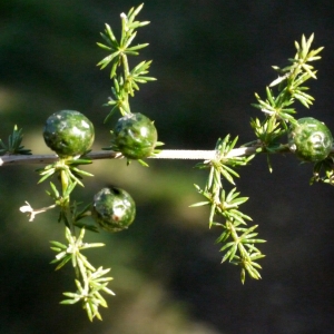 Photographie n°104844 du taxon Asparagus acutifolius L. [1753]