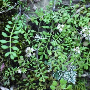 Photographie n°104860 du taxon Hornungia petraea (L.) Rchb. [1838]