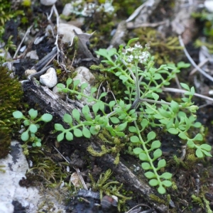 Photographie n°104865 du taxon Hornungia petraea (L.) Rchb. [1838]