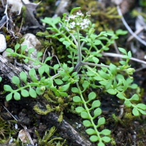 Photographie n°104866 du taxon Hornungia petraea (L.) Rchb. [1838]