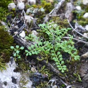 Photographie n°104867 du taxon Hornungia petraea (L.) Rchb. [1838]