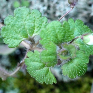 Photographie n°104881 du taxon Veronica cymbalaria Bodard [1798]