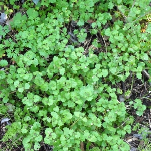 Photographie n°104887 du taxon Veronica cymbalaria Bodard [1798]