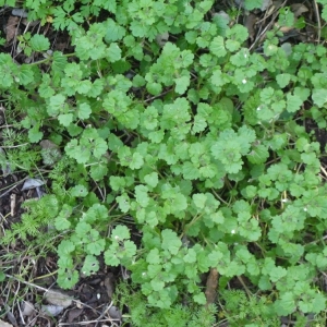 Photographie n°104888 du taxon Veronica cymbalaria Bodard [1798]