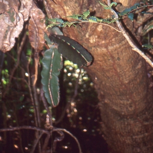 Photographie n°104899 du taxon Euphorbia L. [1753]