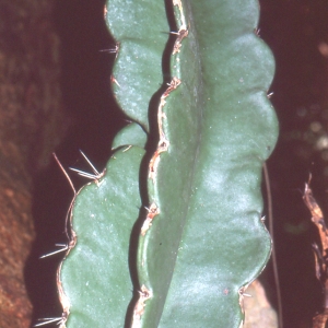 Photographie n°104900 du taxon Euphorbia L. [1753]