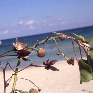  - Ipomoea pes-caprae (C. Linnaeus) R. Brown