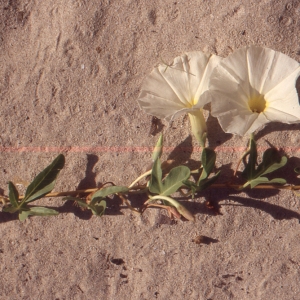  - Ipomoea imperati (Vahl) Griseb.