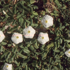  - Ipomoea imperati (Vahl) Griseb.